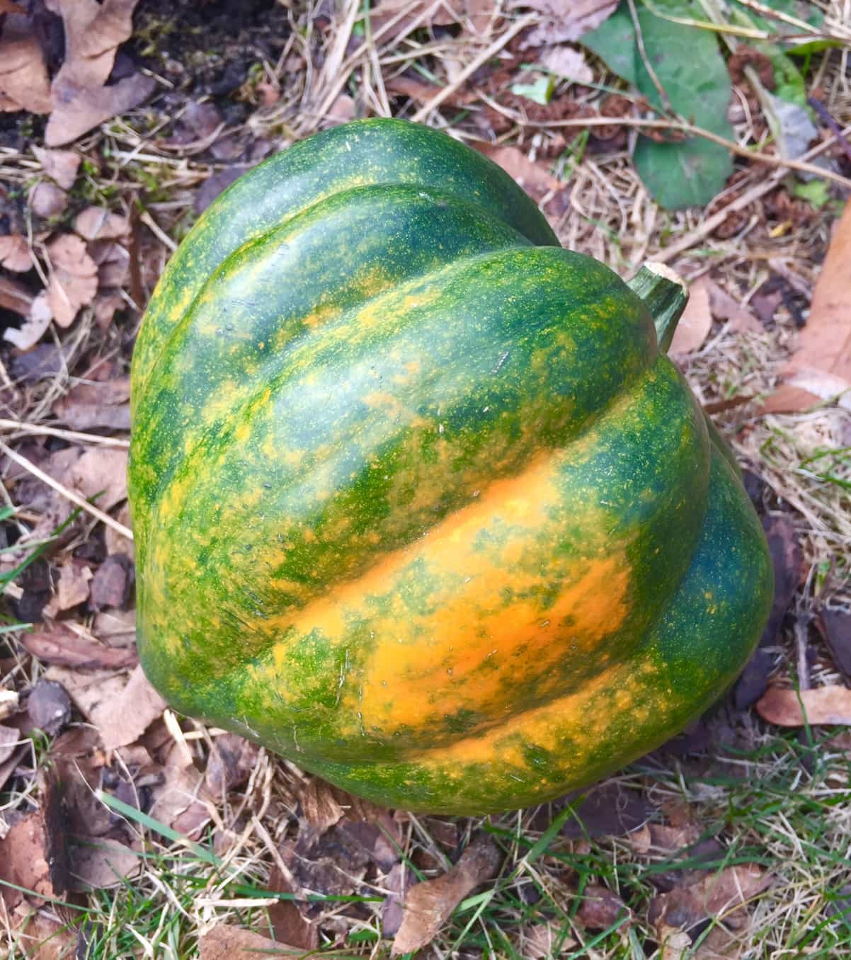 Acorn squash oatmeal